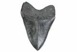 Fossil Megalodon Tooth - South Carolina #380125-2